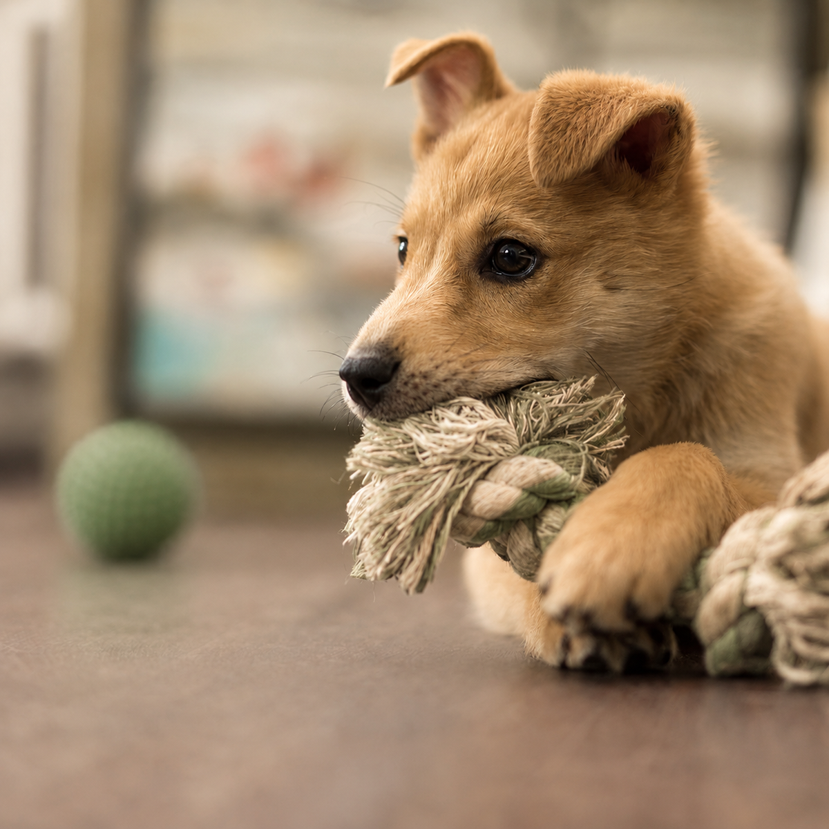 Calm & Play