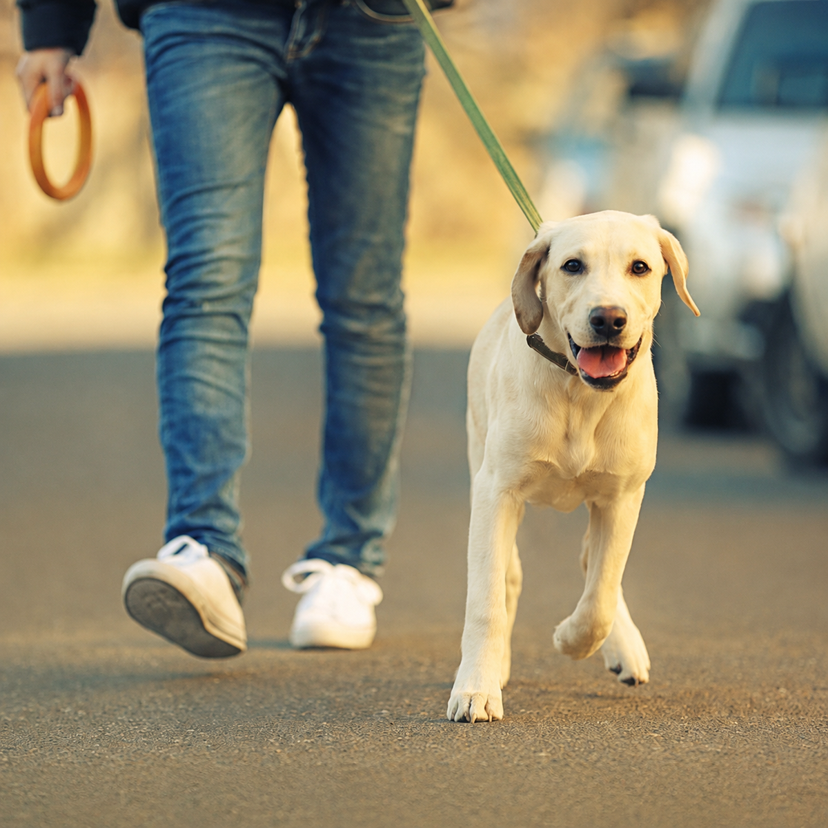 Walks & Travel