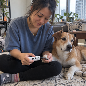 A beagle wearing anti-slip socks standing on a wooden floor beside her owner