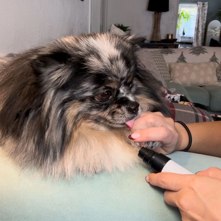 Silent Groom Pro — Quiet Pet Nail Grinder for Dogs & Cats | Better Pet & Co