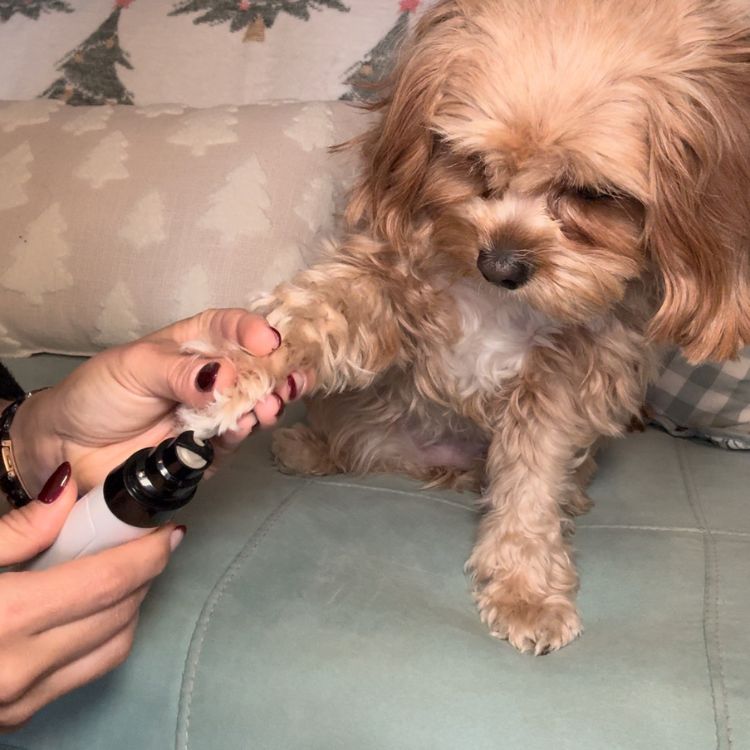 Silent Groom Pro — Quiet Pet Nail Grinder for Dogs & Cats | Better Pet & Co