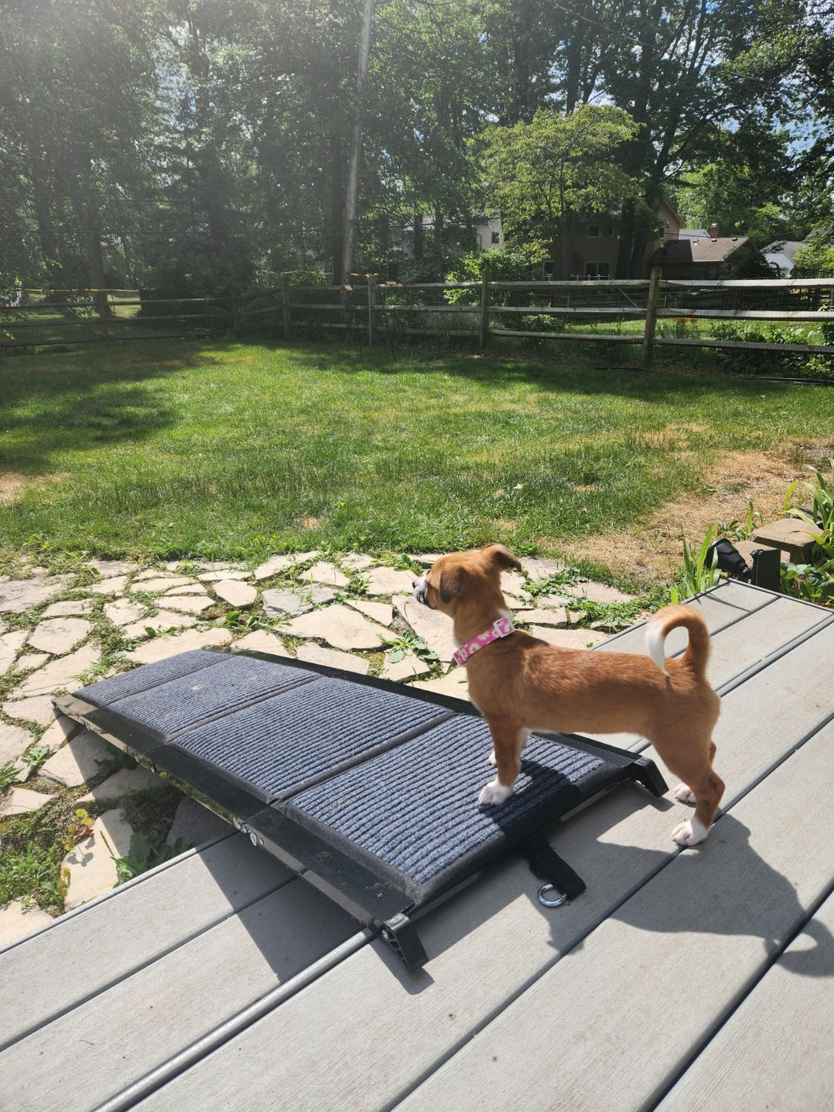 Foldable Aluminum Dog Ramp for Cars and SUVs | Better Pet & Co